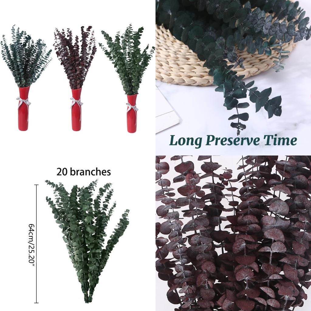Eucalyptus Preserved - 20 Adet Taze Okaliptüs Dalları için