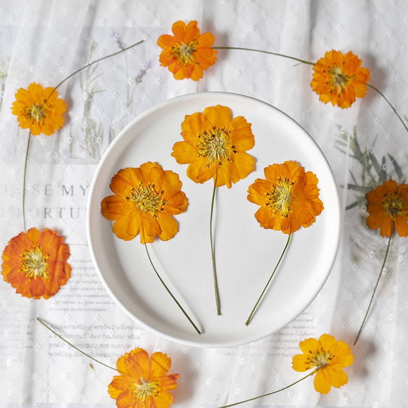 8-10cm/24 adet, Doğal Preslenm - Supply For Florist incelemesi ve fiyatı