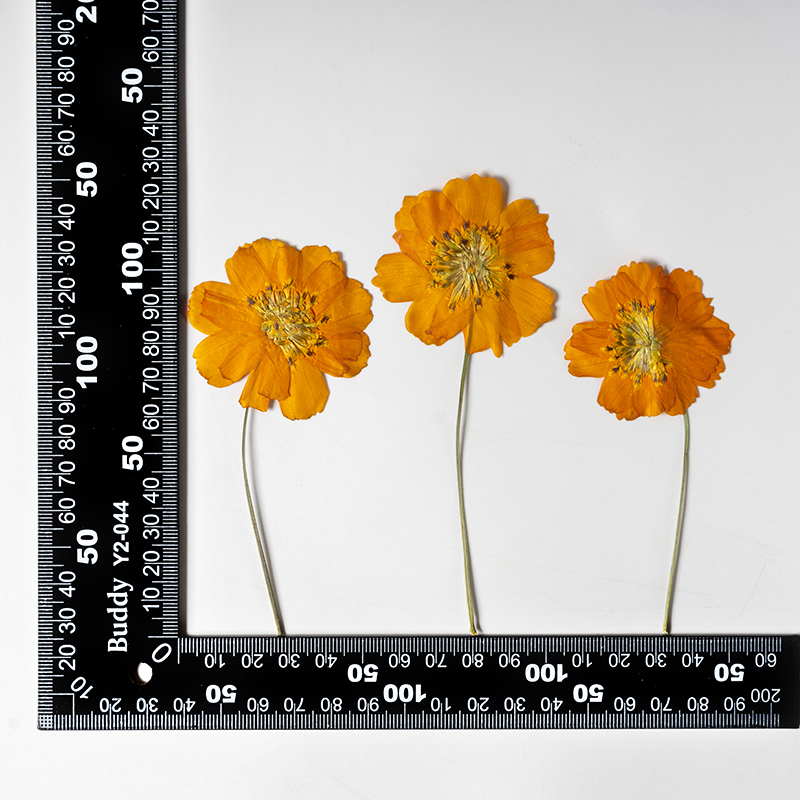 8-10cm/24 adet, Doğal Preslenm - Supply For Florist incelemesi ve fiyatı