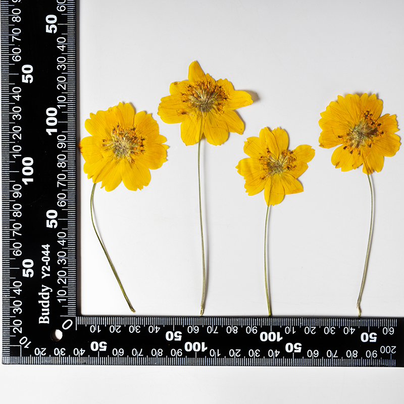 8-10cm/24 adet, Doğal Preslenm - Supply For Florist incelemesi ve fiyatı